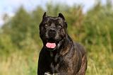 CANE CORSO 898